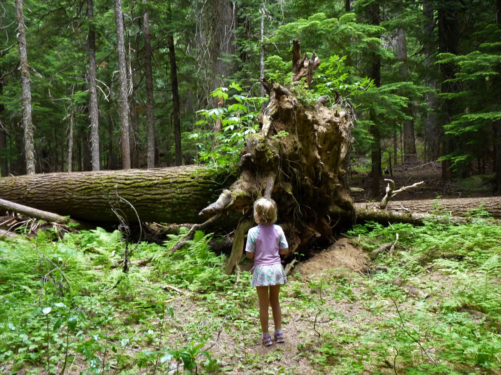 A little girl standing in front of a fallen tree.