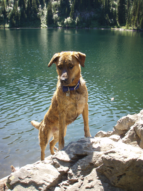 "Doggy Heaven at Stevens Lake" Photo: Holly Wuest