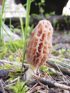 Morels could be the size of your pinky fingernail, or as big as the palm of your hand. Photo: Jennifer Hall