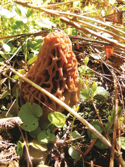 Morel mushrooms begin making their appearance at the beginning of May each year. Photo: Jennifer Hall