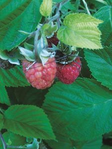 Raspberry plants are easy to grow edibles