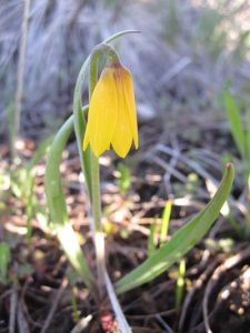 Yellow bells bloom early in the open woodlands of Thirteen Mile. Photo: Crystal Gartner