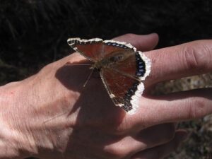 Mourning cloak butterfly. Photo: Crystal Gartner