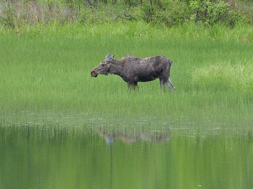 Try to photograph a moose, deer, and coyote within the city limits of Spokane (wildlife hat trick!).