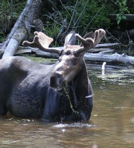 Munching moose. Photo: Gary Kok, courtesy of Friends of The Little Pend Oreille National Wildlife Refuge
