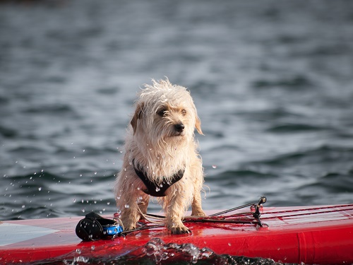 Scout, who can't swim too well, trying hard to stay on the board and out of the lake. Photo: Shallan Knowles