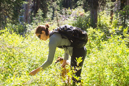 Sampling huckleberries on the way to St. Joe Lake. Photo: Aaron Theisen