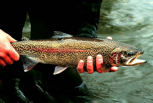 Hands holding a long rainbow trout.