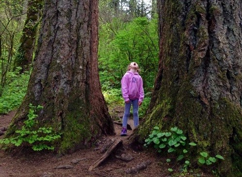 Zora in awe of big trees. Photo: Ajia Town