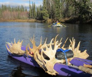 Racks of moose antlers strapped to a watercraft, going down a river.