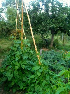 Bullocks Permaculture Homestead. Photo: Beth Mort.