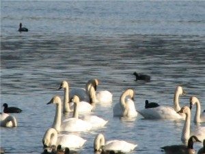 Tundra swans swimming on a lake.