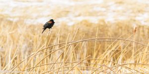A variety of songbirds use the shoreline grasses and reeds of area wetlands to hunt insects and keep an eye on predators. Photo: Aaron Theisen