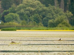 Western Grebes on the east end of the lake. Photo: Shallan Knowles.