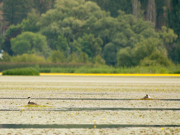 Two Western Grebes on a lake.