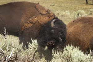 A front row seat as two bulls clash during the bison rut in the Lamar Valley.  Photo courtesy of Charlie Lansche, C. M. Lansche Images. www.charlielansche.com.