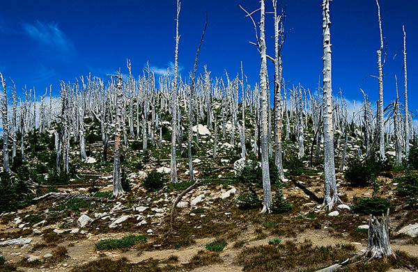 Alpine landscape just below the summit with burn-scarred trees, evidence of a past wildfire.