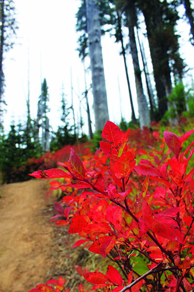 The fruits of fall on Mt. Spokane. Photo: Holly Weiler.