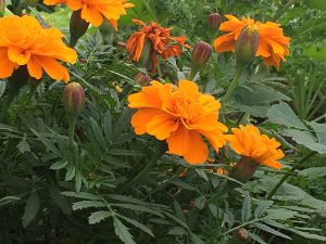 Deep orange-colored marigold flowers.