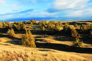 Trade in snow for sand at the Juniper Dunes Wilderness near Tri-Cities, Wash. Photo: Holly Weiler.