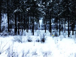 Attaching Ribbons To Disc Golf Discs For Snow / Winter Disc Golf %