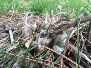 The Balsamroot is poking it's head up. 