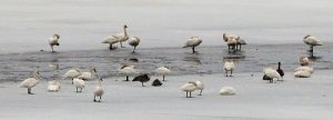 swans on iceWEB