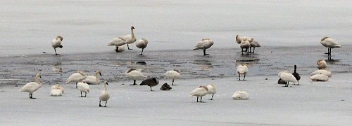 Don’t Miss the Great Tundra Swan Migration at the Pend Oreille County ...