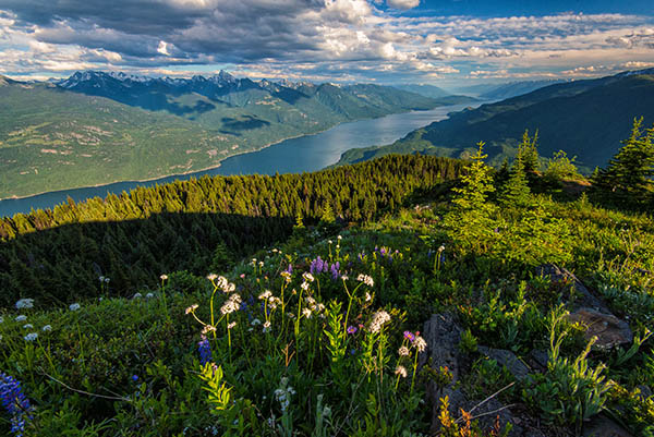 View of Kootenay Lake with wildflowers in the foreground.