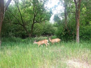 Two deer bucks enjoy vernal pools. grassy wooded area of Drumheller Springs Natural Park in Spokane.