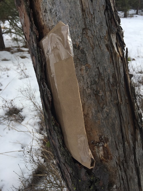Backcountry Booty: Coldsmoke Powder Fest & Great Outdoors & Bike Expo ...