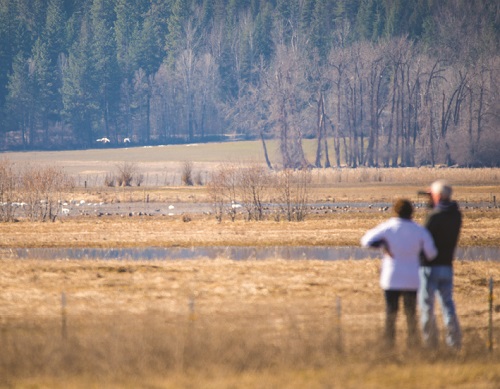 A woman and man observing with binoculars a group of Tundra swans on the water in the Pend Oreille River Valley in northeast Washington State.