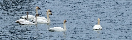 Swans up closeweb