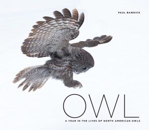 owl_cover