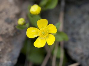 Buttercups and basalt. // Photo: Shallan Knowles