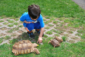Young boy observing a large brown tortoise eat a dandelion on the grass, with two smaller tortoises nearby.