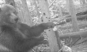 Photo of grizzly bear courtesy of Conservation Northwest.