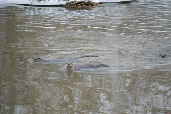 Photo of river otters by Kyle Merritt.