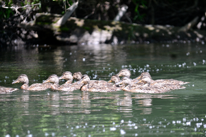 Photo of mallards by Kyle Merritt.