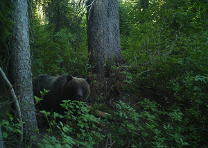 Photo of grizzly bear courtesy of Conservation Northwest.