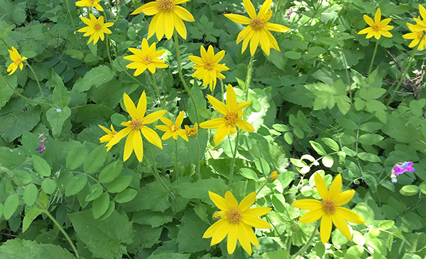 Photo of Arnica flowers by Suzanne Tabert.