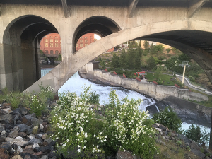 Syringa and river smells combine to usher in summer. // Photo: Derrick Knowles