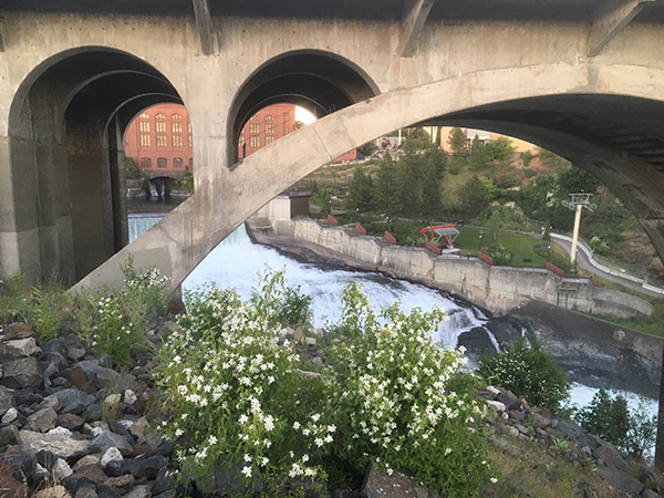 Syringa and river smells combine to usher in summer. // Photo: Derrick Knowles