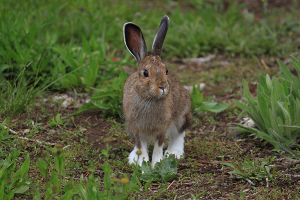 Photo of rabbit by Holly Weiler.