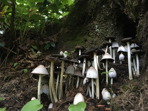 Photo of inky caps by Leah Bendlin.