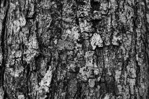 Close up of Pine bark.