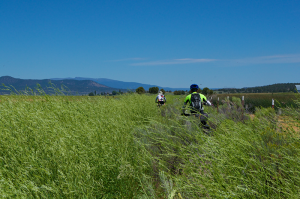 Two brothers biking through tall vegetation in the wetlands along the Oregon Outback Route. Photo by Hank Greer.
