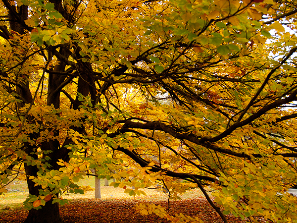 Large deciduous tree with long branches outstretched with its golden-yellow leaves.