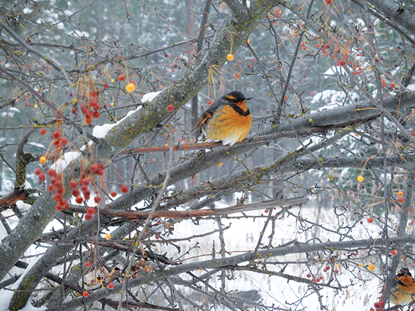 Photo of a varied thrush by Tina Wynecoop.