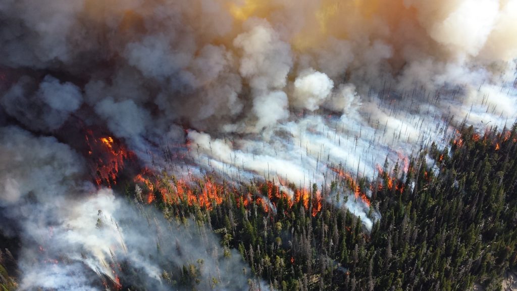 Photo of forest fire.